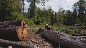 Best Hazardous Tree Removal  in Pine Mountain Lake, CA