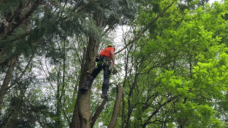 Best Seasonal Cleanup (Spring/Fall)  in Pine Mountain Lake, CA